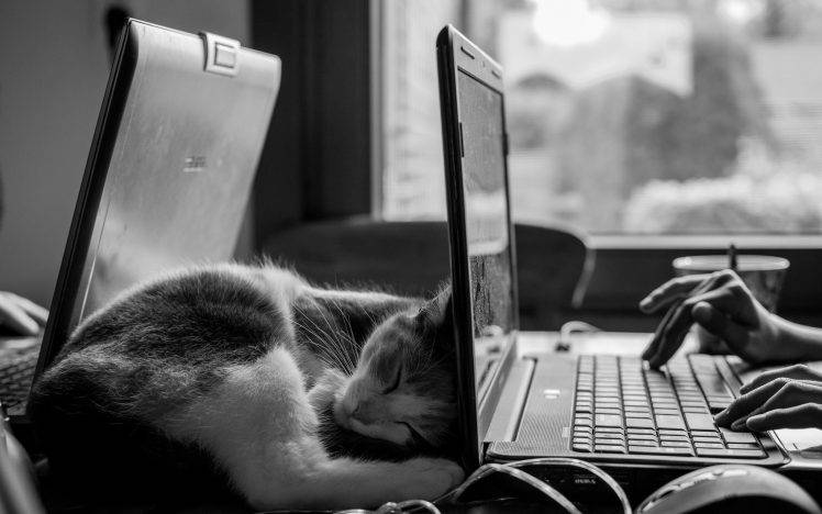 monochrome cat desk laptop sleeping HD Wallpaper Desktop Background