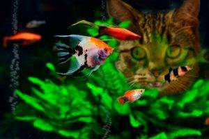 cat fish water tropical fish