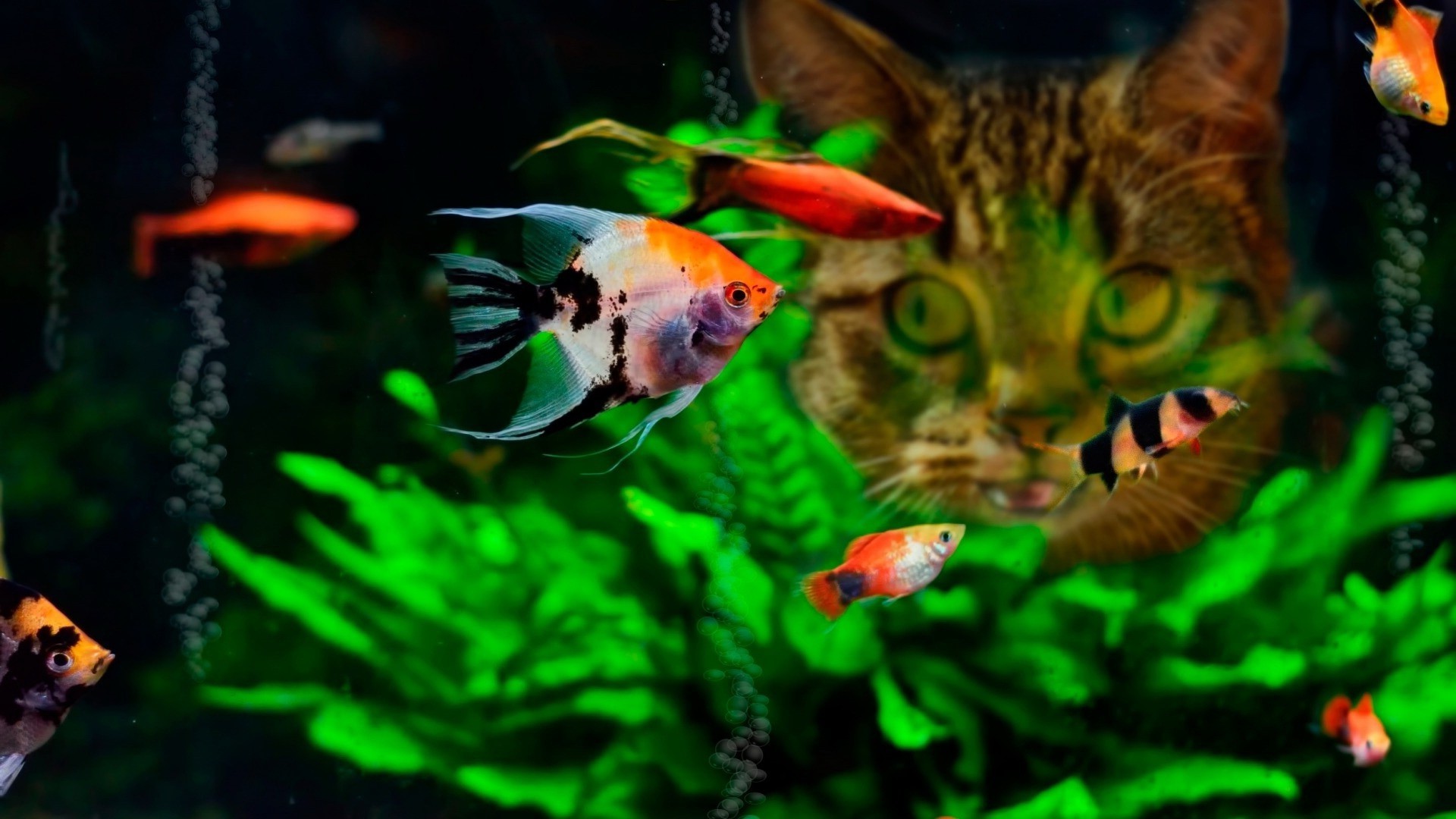 cat fish water tropical fish Wallpaper