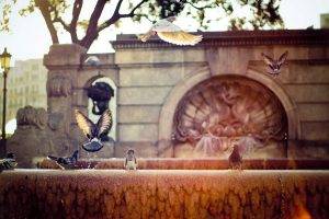 photography urban birds fountain