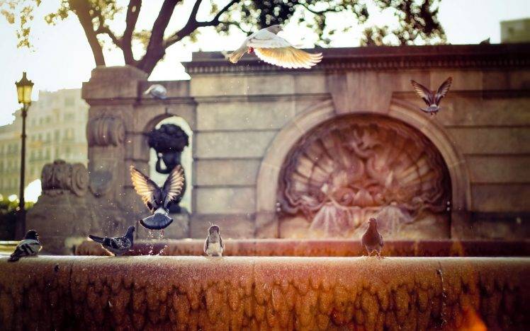 photography urban birds fountain HD Wallpaper Desktop Background