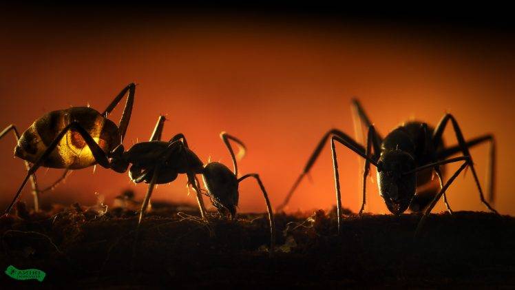 ants insect hymenoptera HD Wallpaper Desktop Background