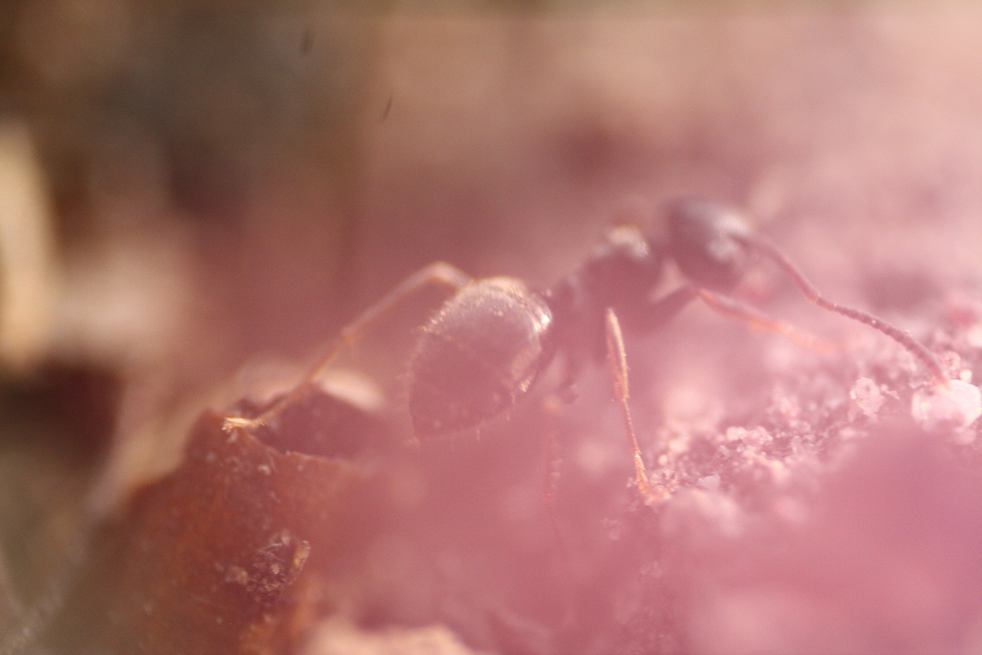 ants hymenoptera insect macro Wallpaper
