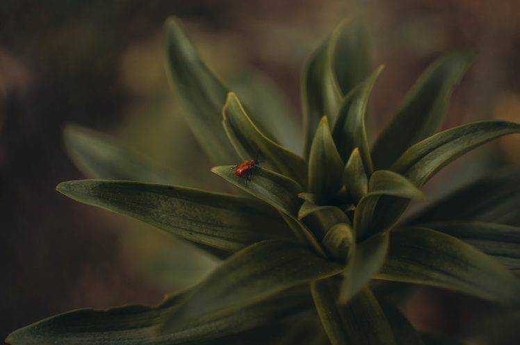 macro insect beetles plants HD Wallpaper Desktop Background
