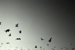 photography monochrome birds