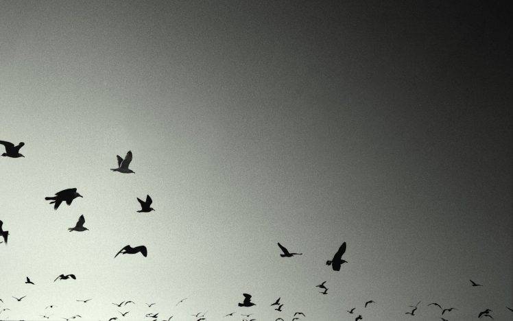 photography monochrome birds HD Wallpaper Desktop Background