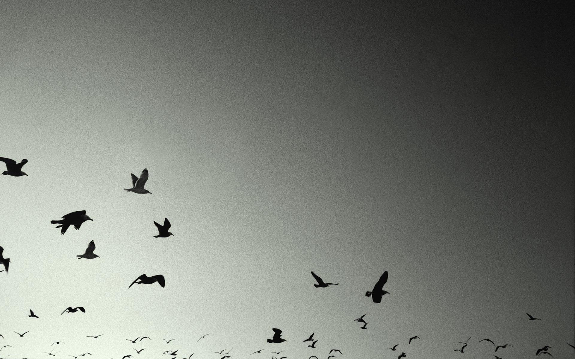 photography monochrome birds Wallpaper