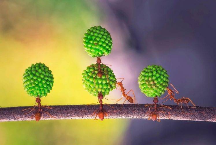 insect ants HD Wallpaper Desktop Background