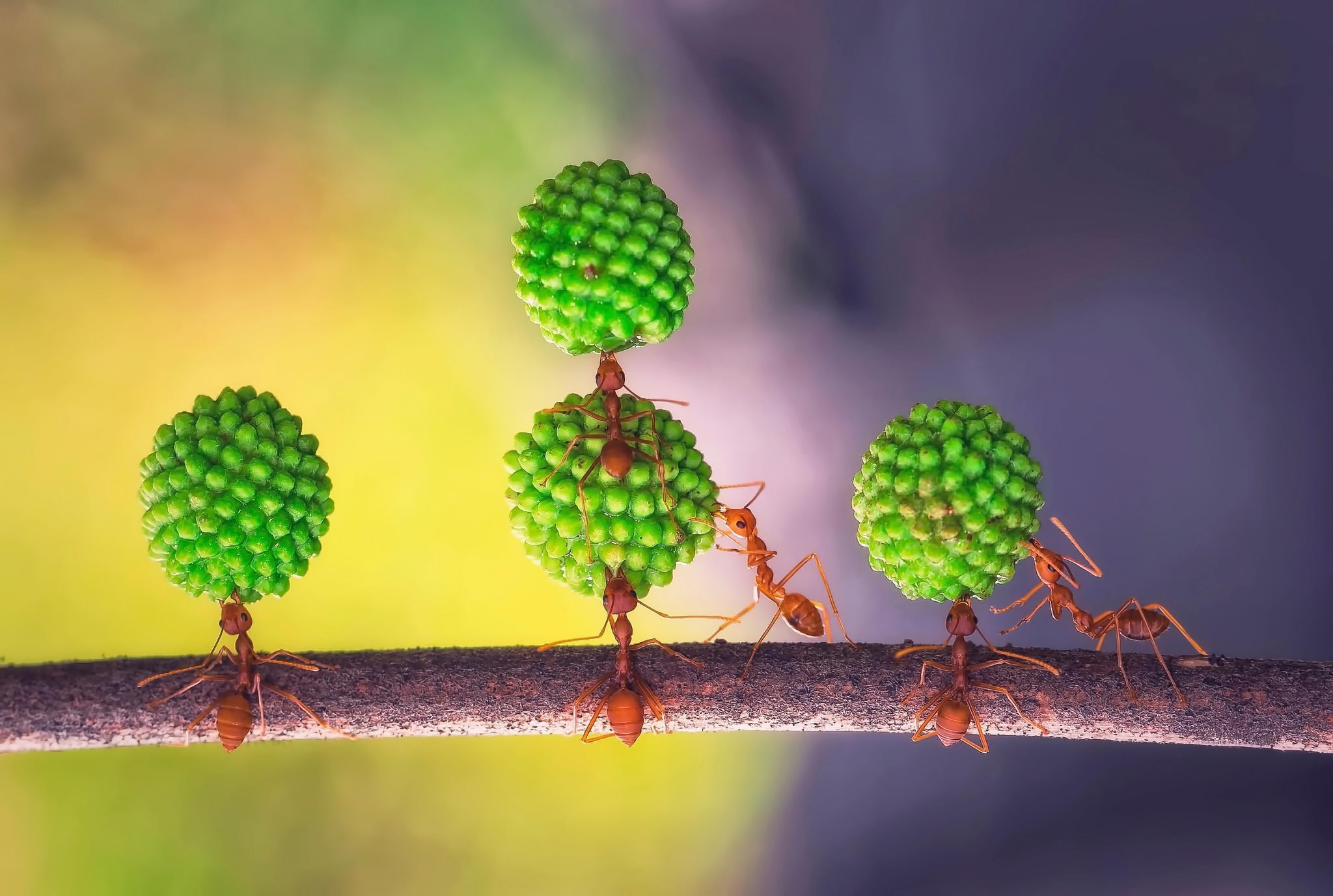 insect ants Wallpaper