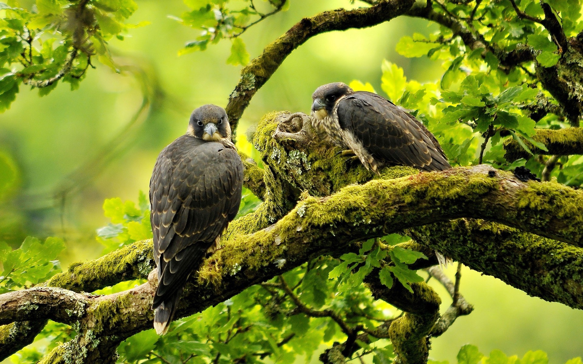 birds eagle Wallpaper