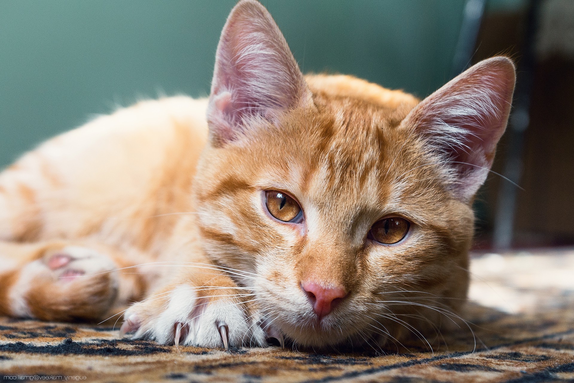 cat Wallpaper