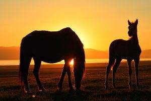 horse kyrgyzstan song kul sunset lake silhouette