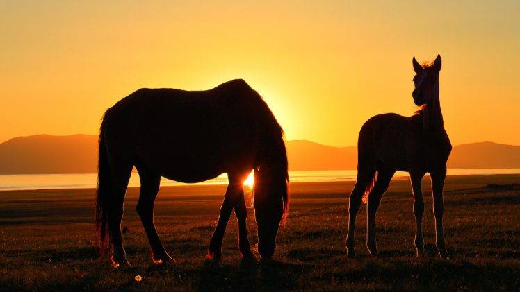 horse kyrgyzstan song kul sunset lake silhouette HD Wallpaper Desktop Background