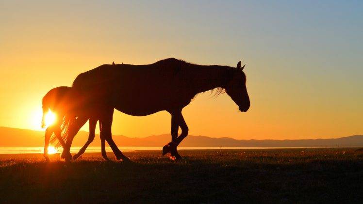 horse kyrgyzstan song kul sunset lake silhouette HD Wallpaper Desktop Background