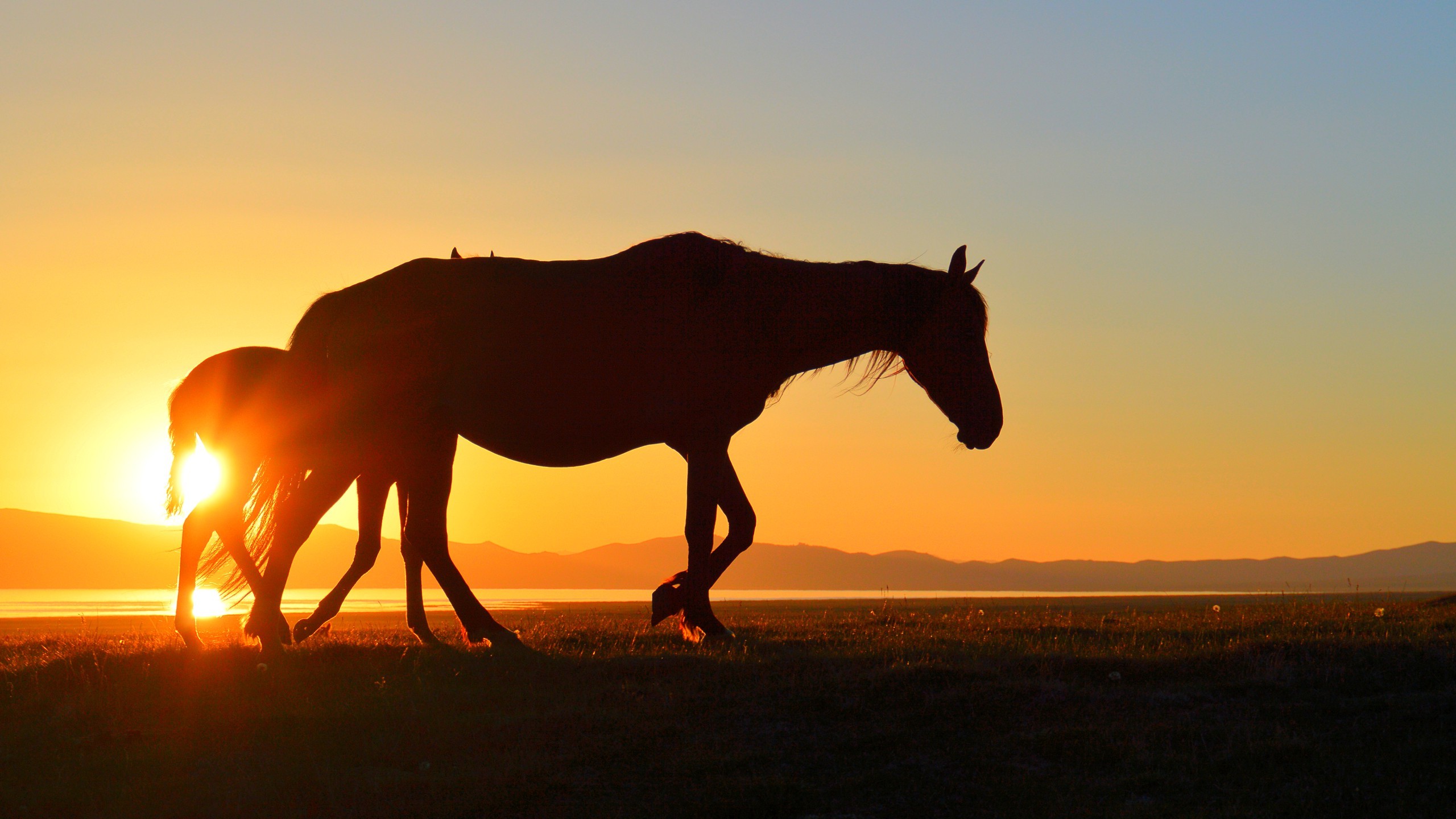 horse kyrgyzstan song kul sunset lake silhouette Wallpaper