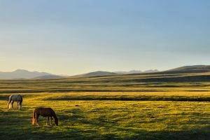 horse kyrgyzstan song kul plains