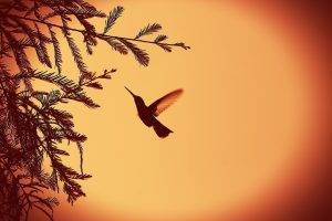 hummingbirds birds leaves vignette