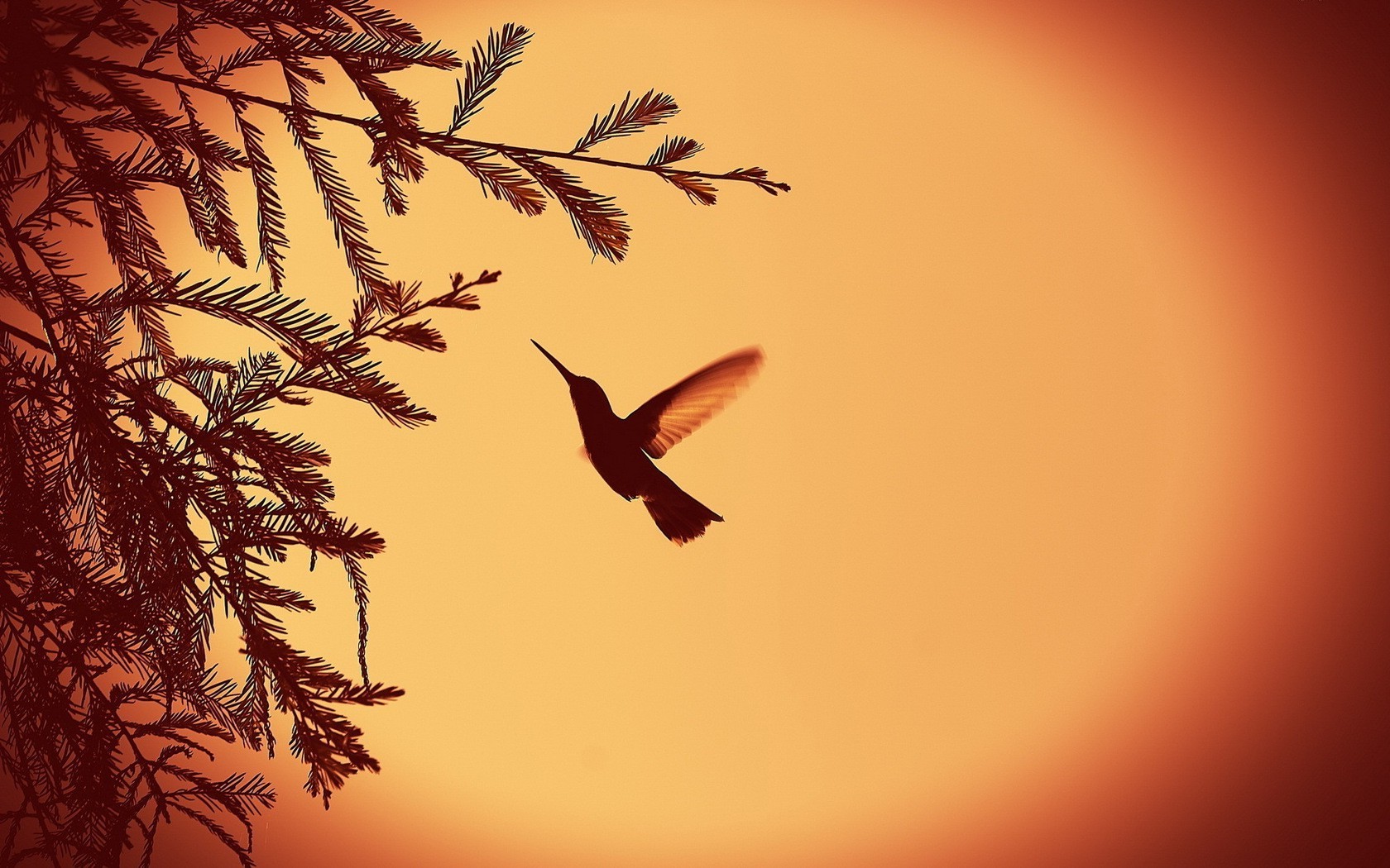 hummingbirds birds leaves vignette Wallpaper