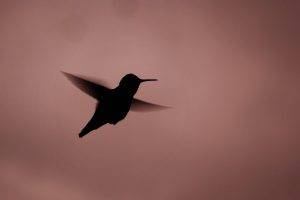 hummingbirds birds silhouette simple background