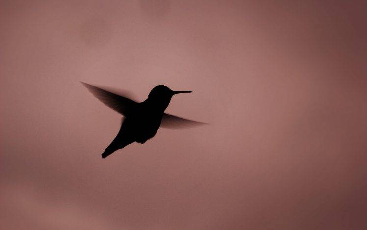 hummingbirds birds silhouette simple background HD Wallpaper Desktop Background