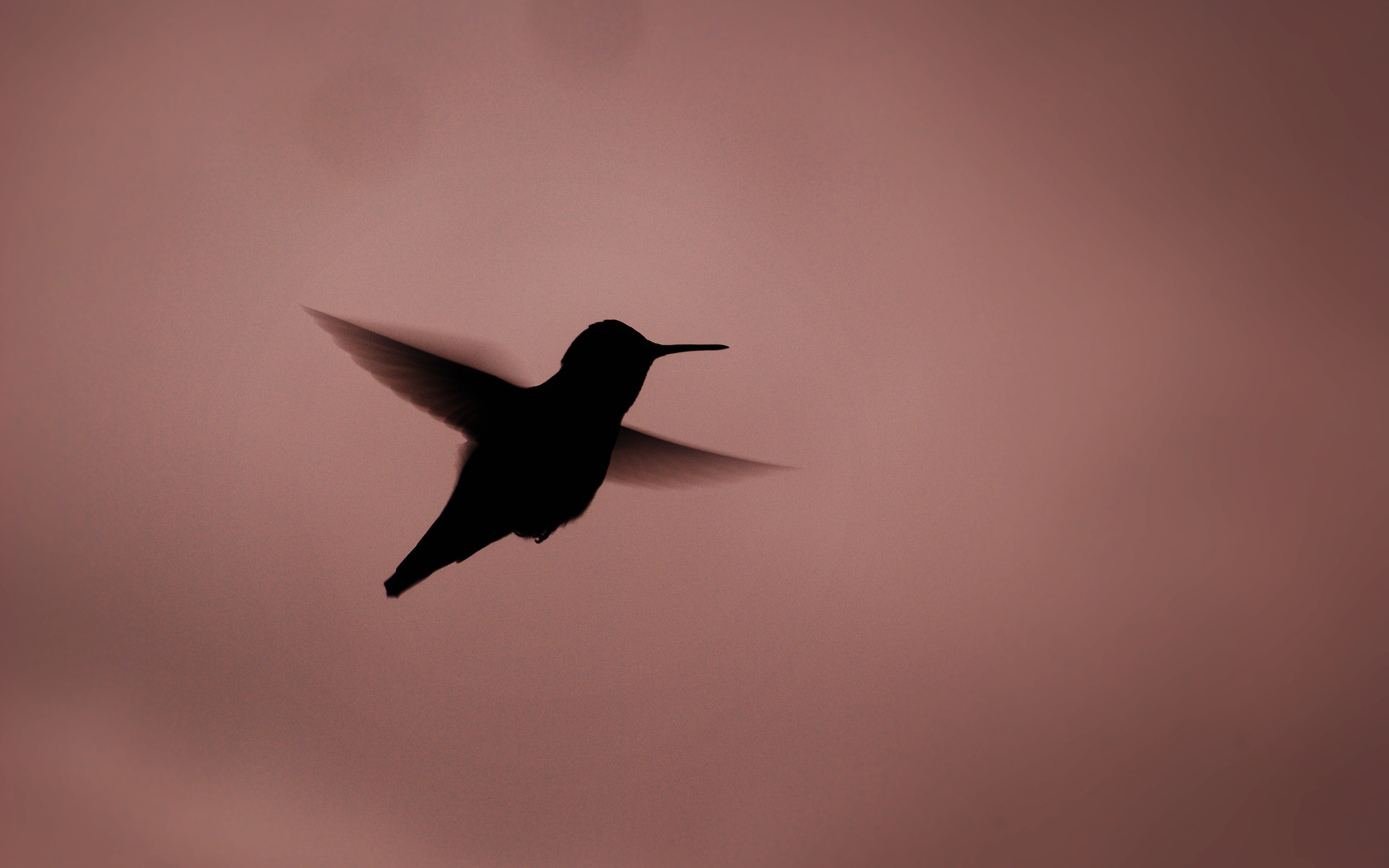 hummingbirds birds silhouette simple background Wallpaper