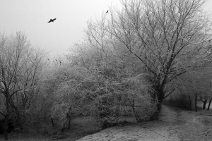 winter cold dark birds trees monochrome path
