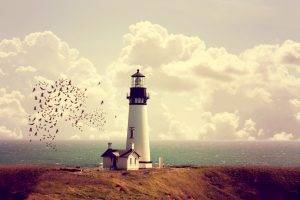 lighthouse birds