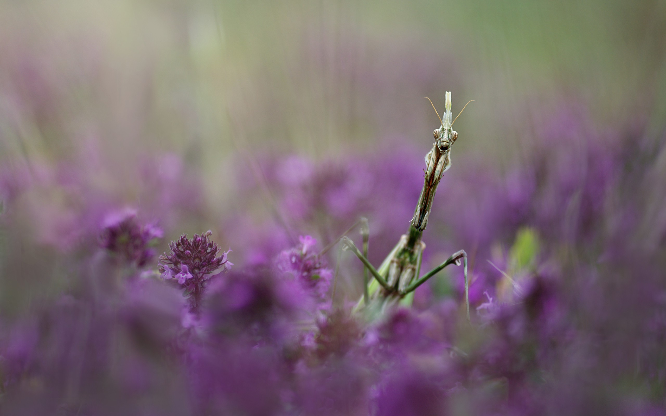 insect macro Wallpaper