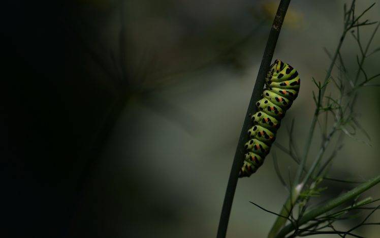 insect macro caterpillars twigs nature HD Wallpaper Desktop Background