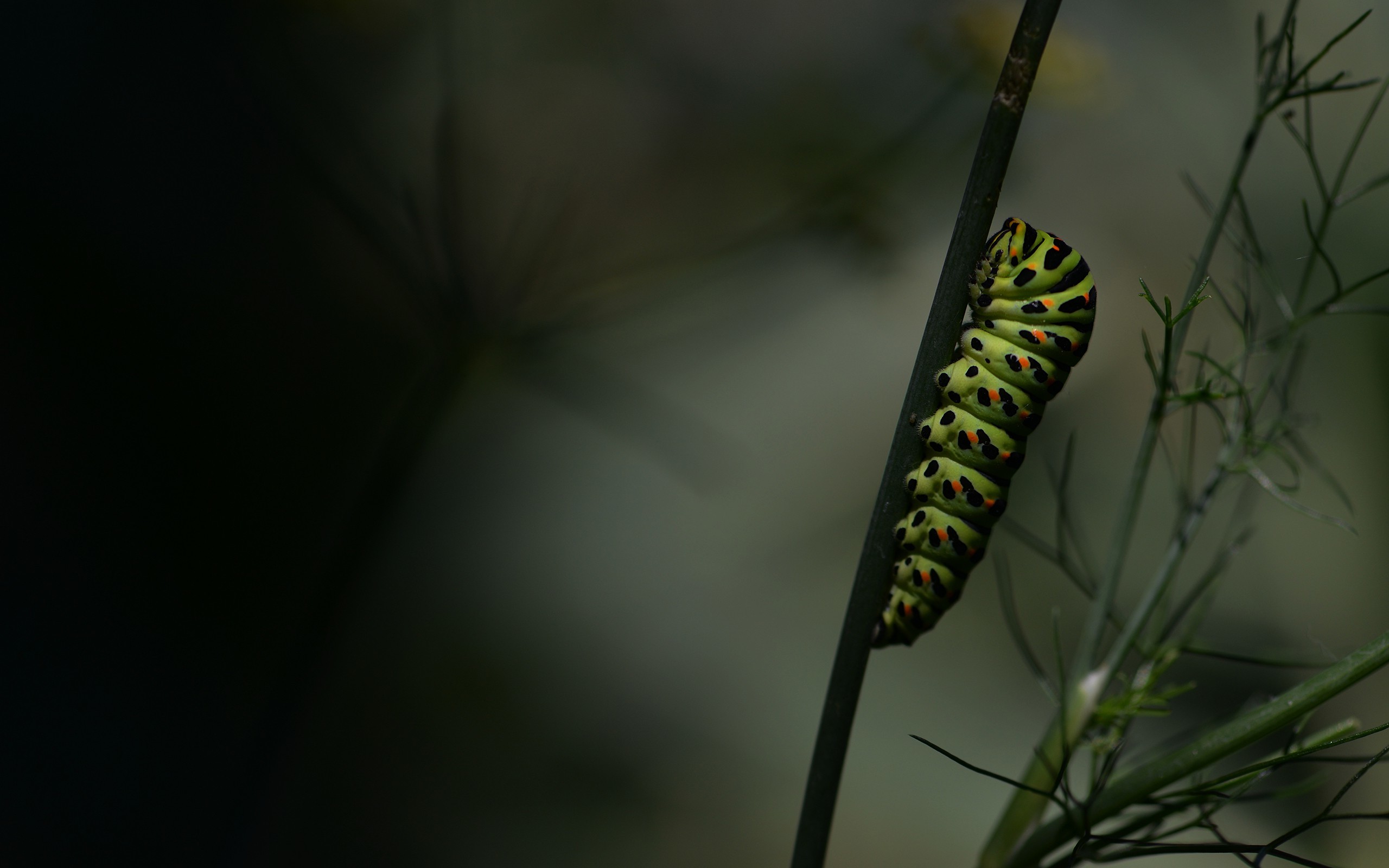 insect macro caterpillars twigs nature Wallpaper