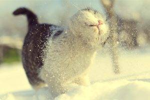 winter snow cat depth of field macro