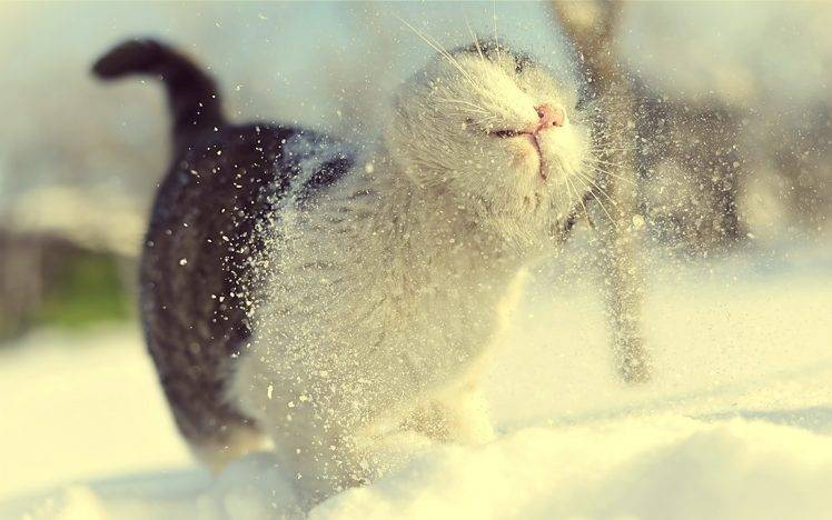 winter snow cat depth of field macro HD Wallpaper Desktop Background