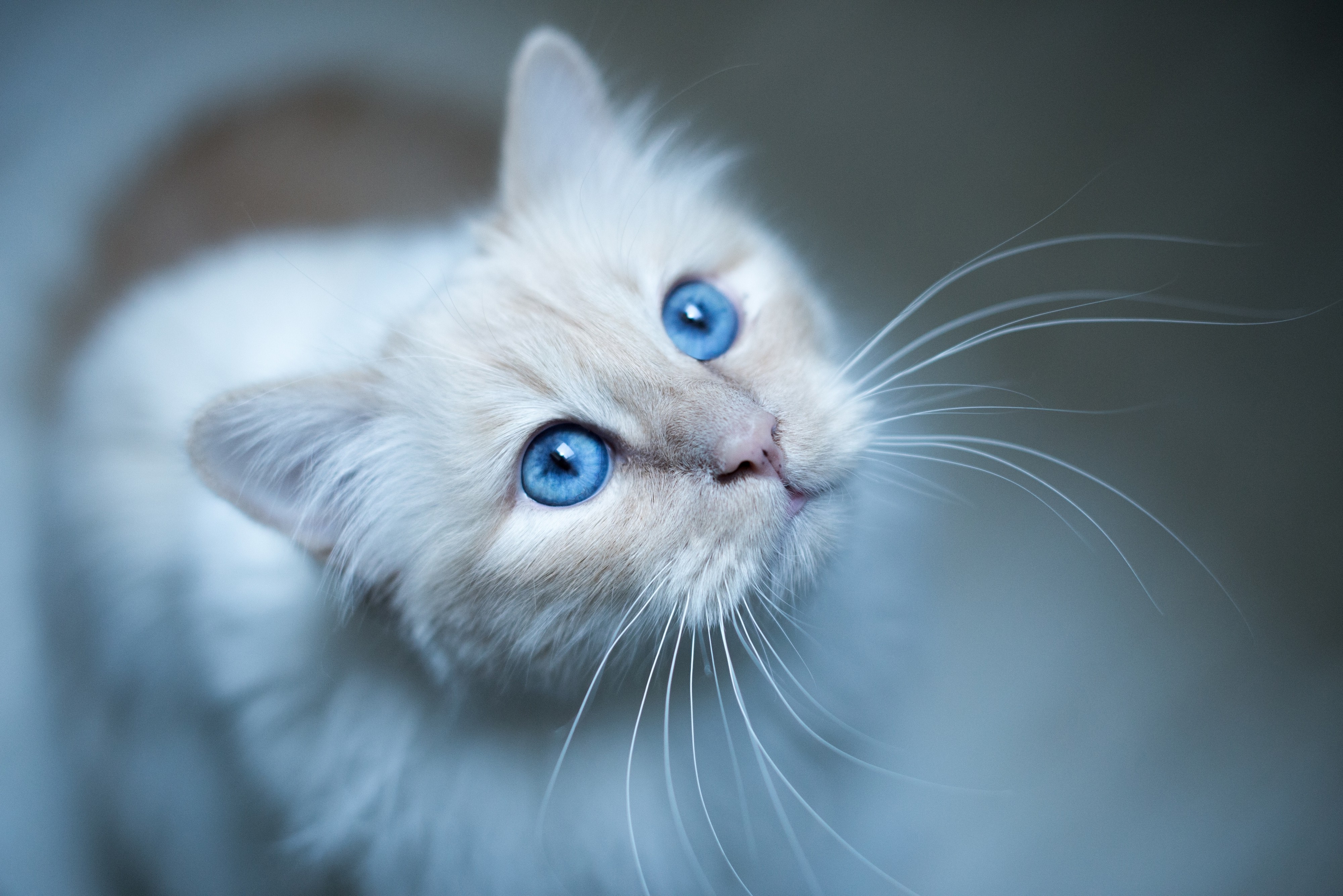 blue eyes cat Wallpaper