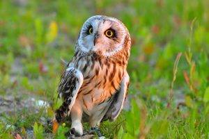 owl birds grass