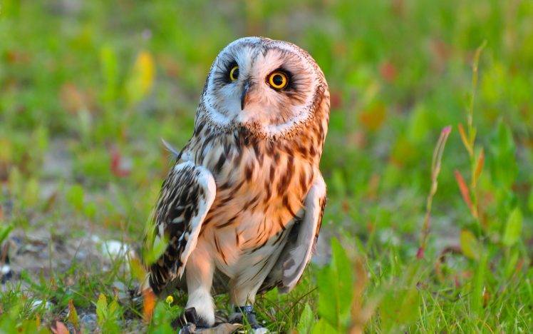 owl birds grass HD Wallpaper Desktop Background