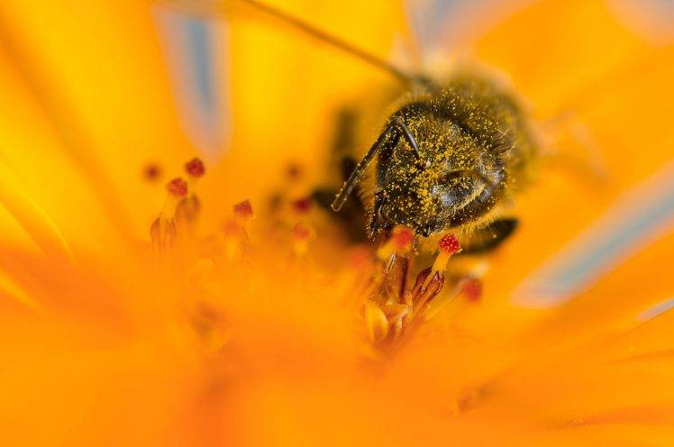 macro insect pollen bees flowers yellow flowers HD Wallpaper Desktop Background