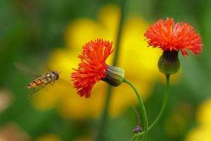 plants insect orange flowers macro flowers bees