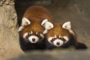 photography red panda