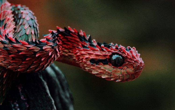 snake red lizard scales HD Wallpaper Desktop Background