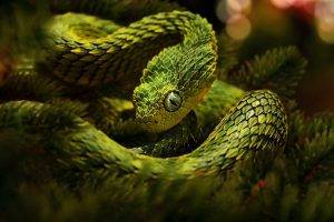 snake green lizard scales
