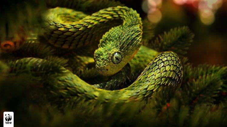 snake green lizard scales HD Wallpaper Desktop Background