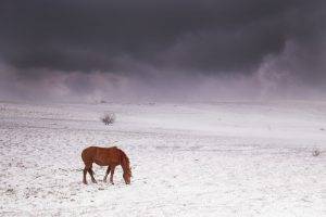 horse mountains crimea snow sky