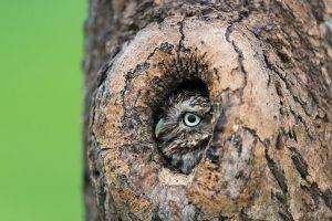trees owl grass depth of field birds