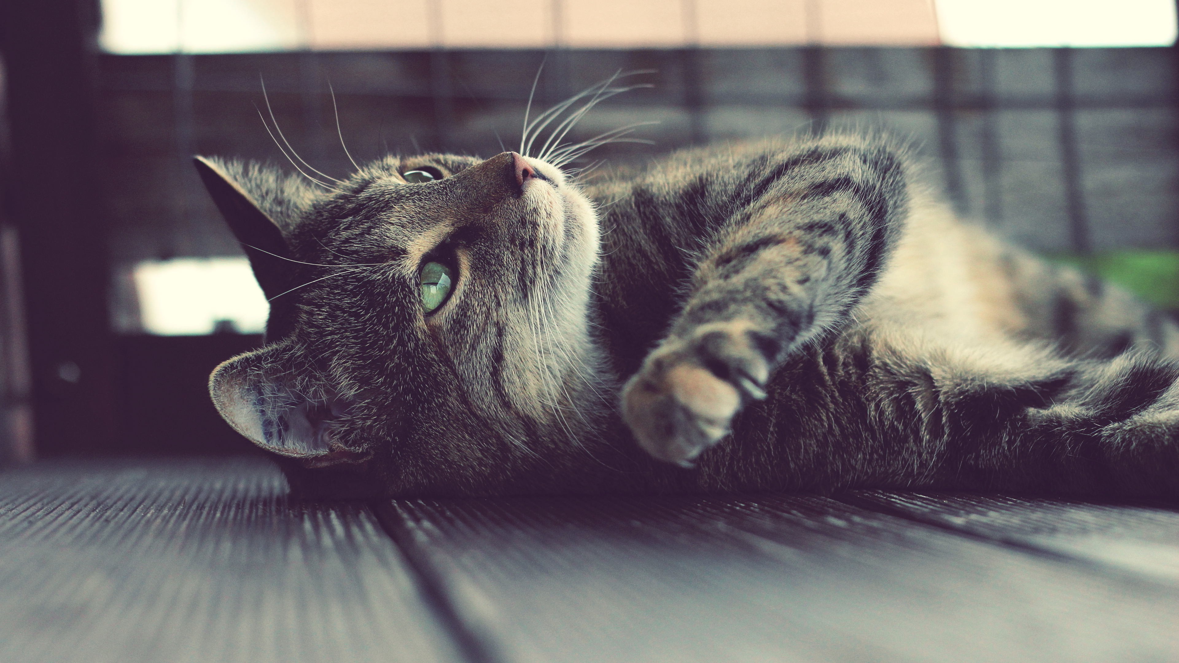 cat Wallpaper