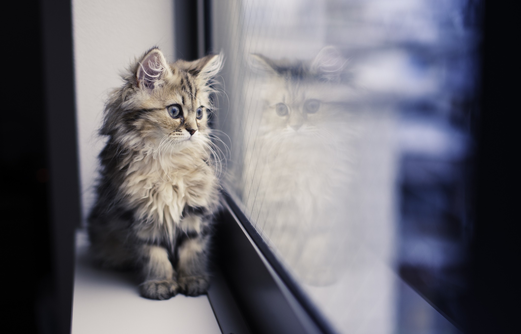 cat window reflection paws Wallpaper