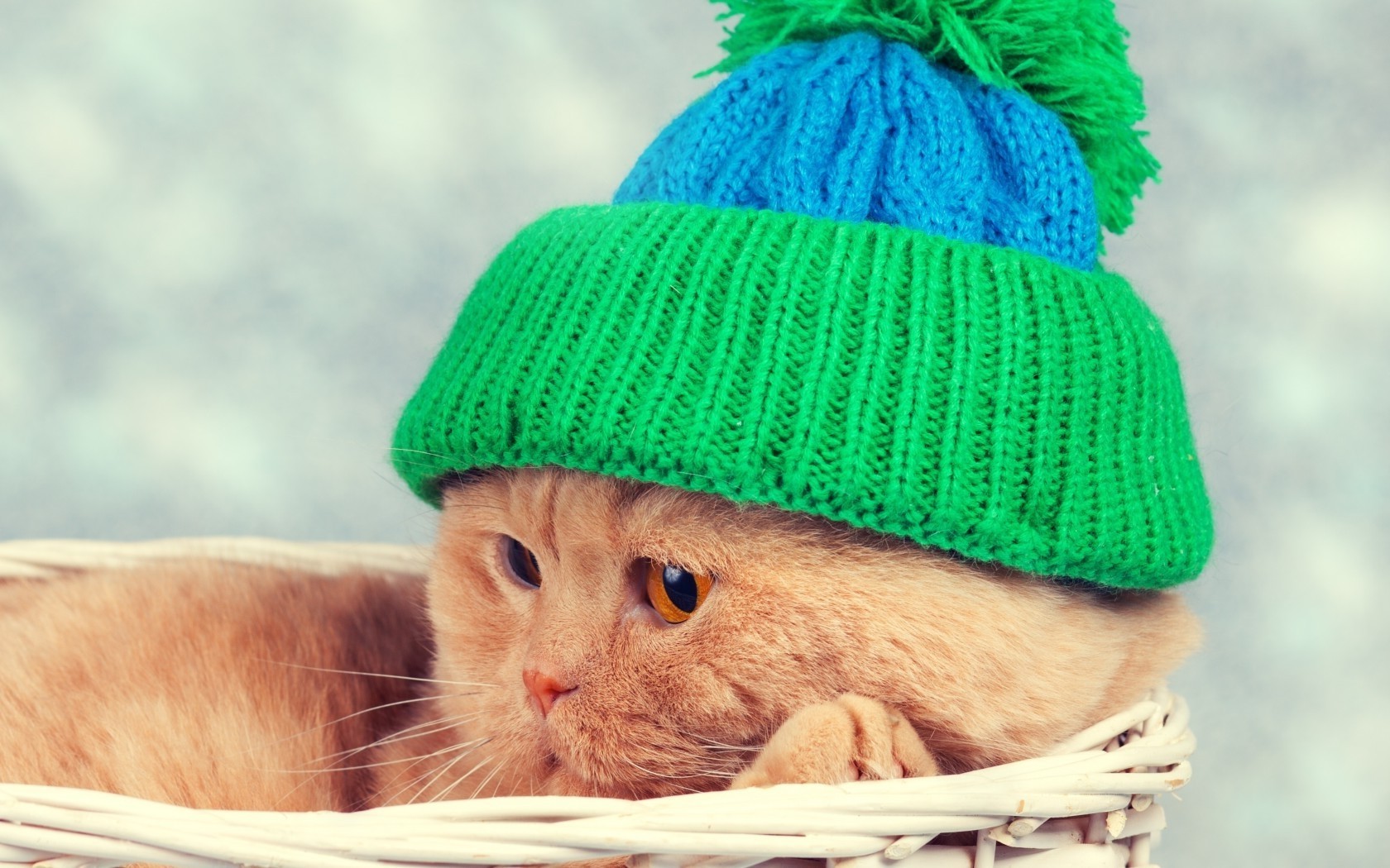 cat hat Wallpapers HD / Desktop and Mobile Backgrounds