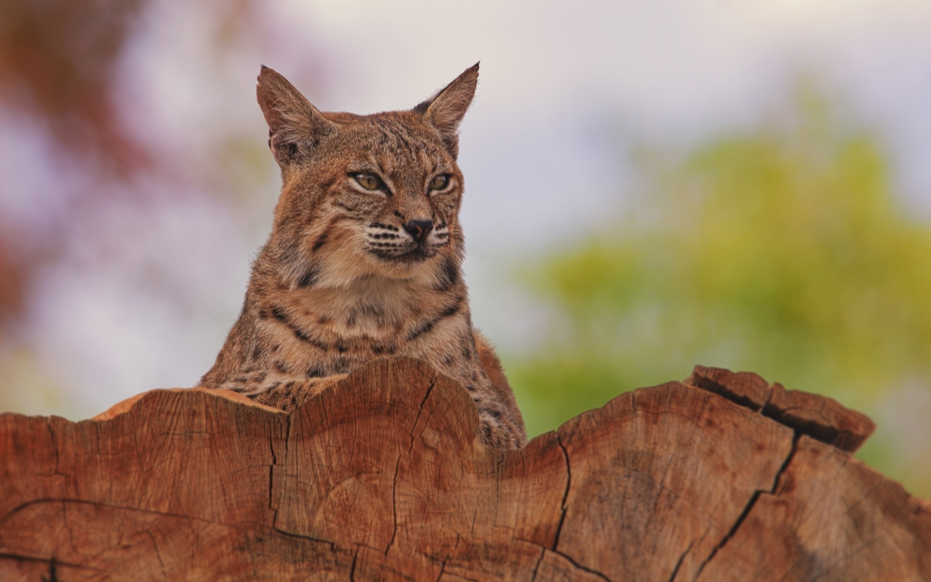 lynx cat Wallpapers HD / Desktop and Mobile Backgrounds