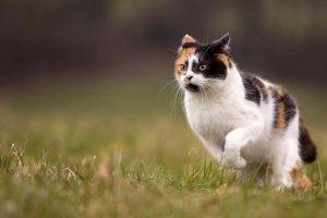 cat animals running grass depth of field