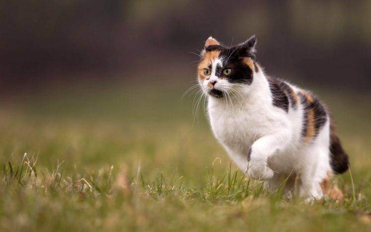 cat animals running grass depth of field HD Wallpaper Desktop Background