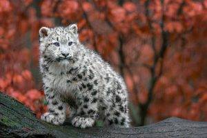 animals big cats snow leopards baby animals germany fall